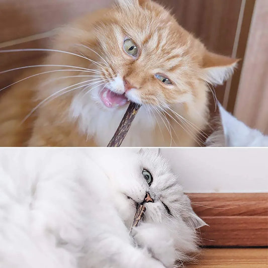 Palitos masticables para la limpieza dental de gatitos. Elaborados con matatabi, plantas naturales que ayudan a la salud bucodental.